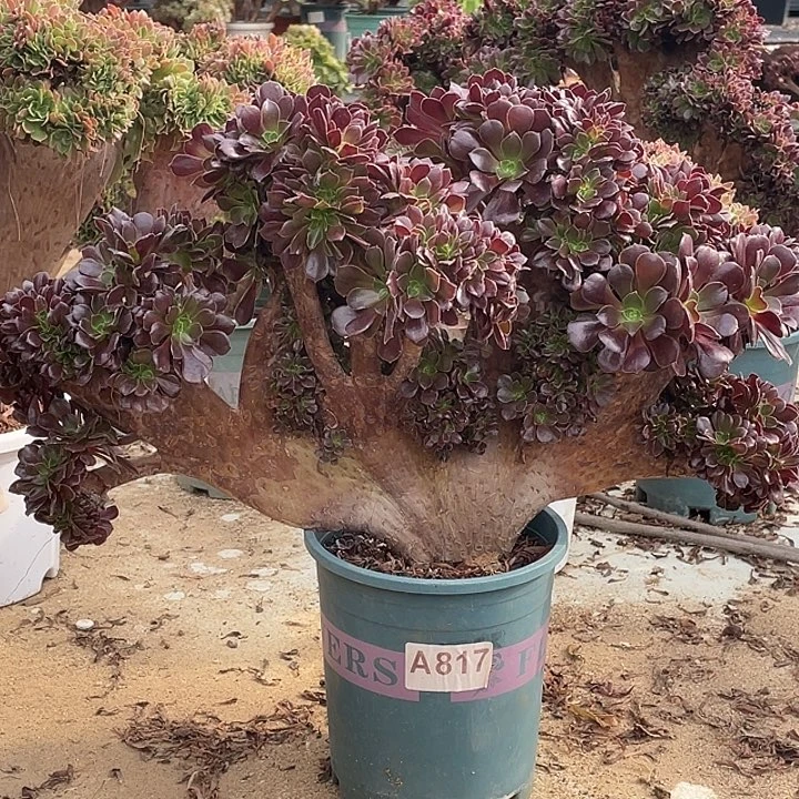 A817欧紫缀化75-1脱土包邮