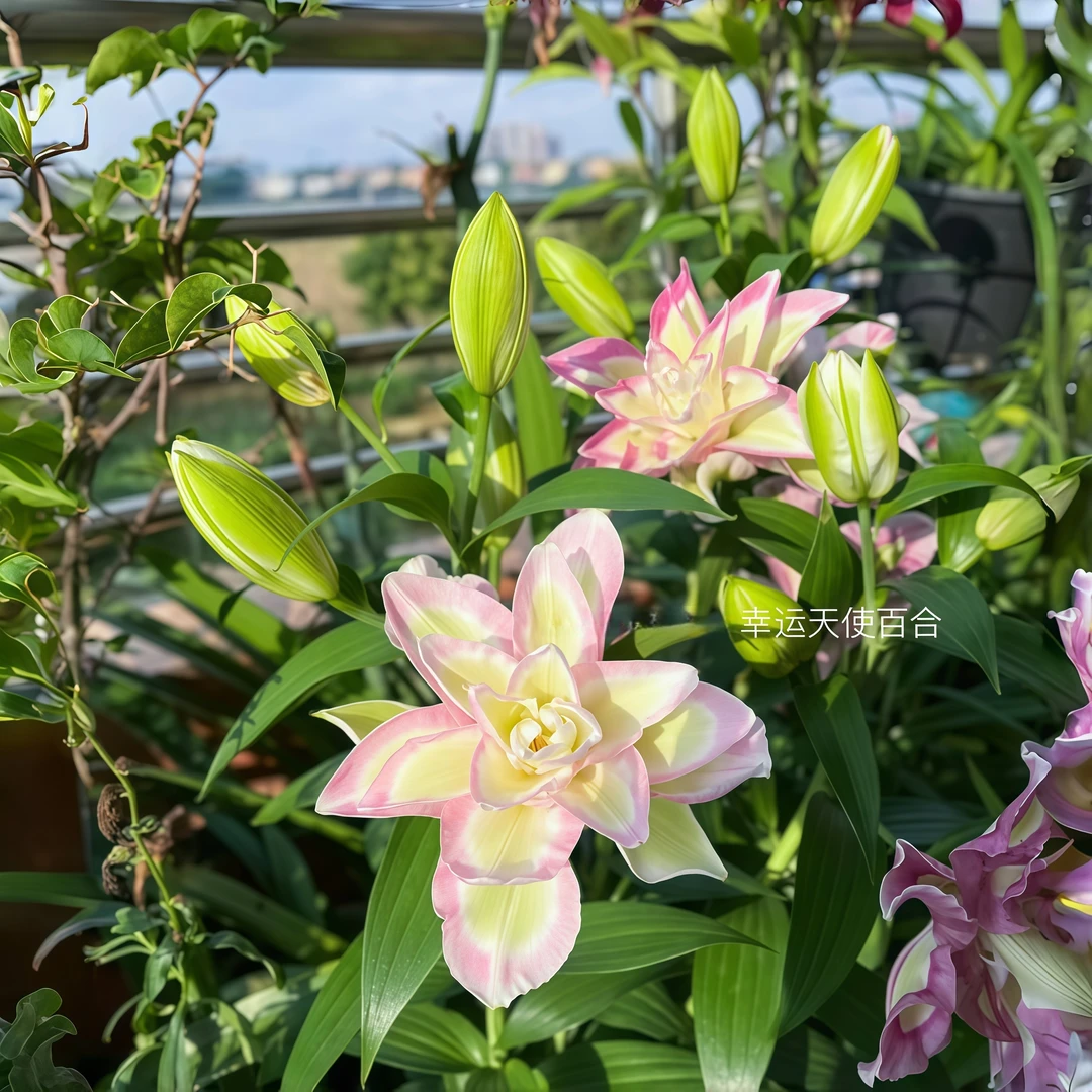 重瓣百合【幸运天使】种球超大花浓香四季花卉香水百合荷兰进口盆栽