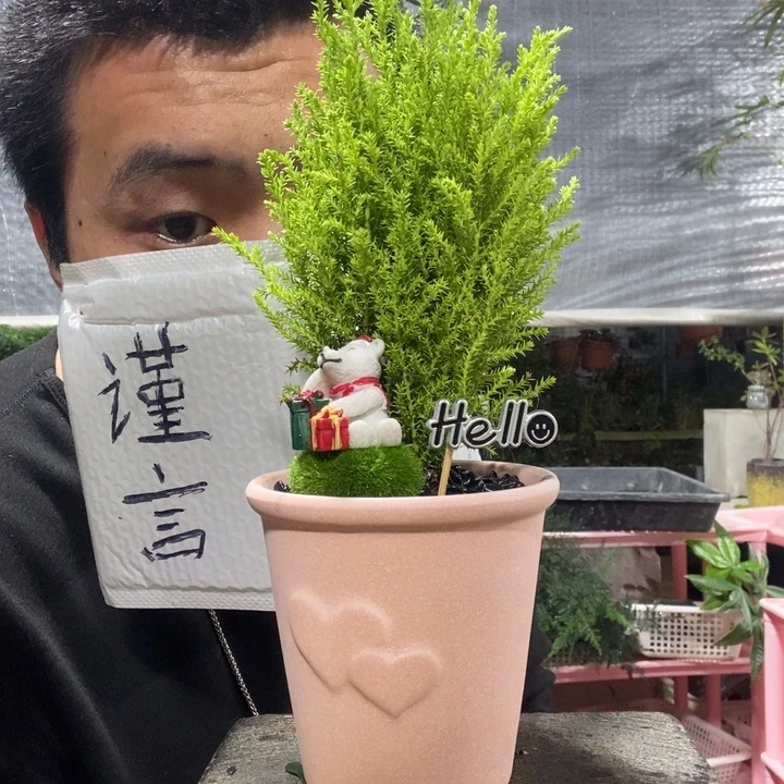 以实际为准盆景绿植盆栽124