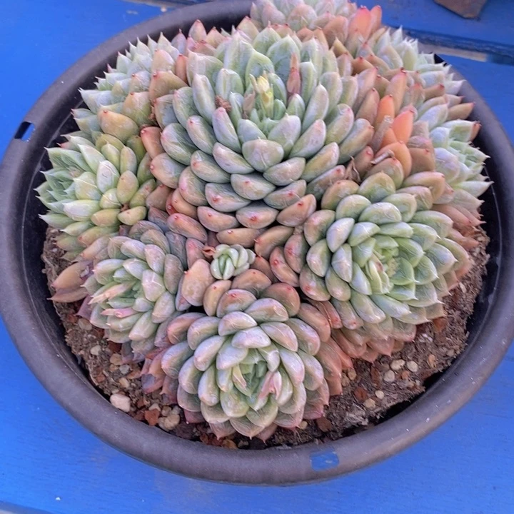 遂**姐多肉植物和肉