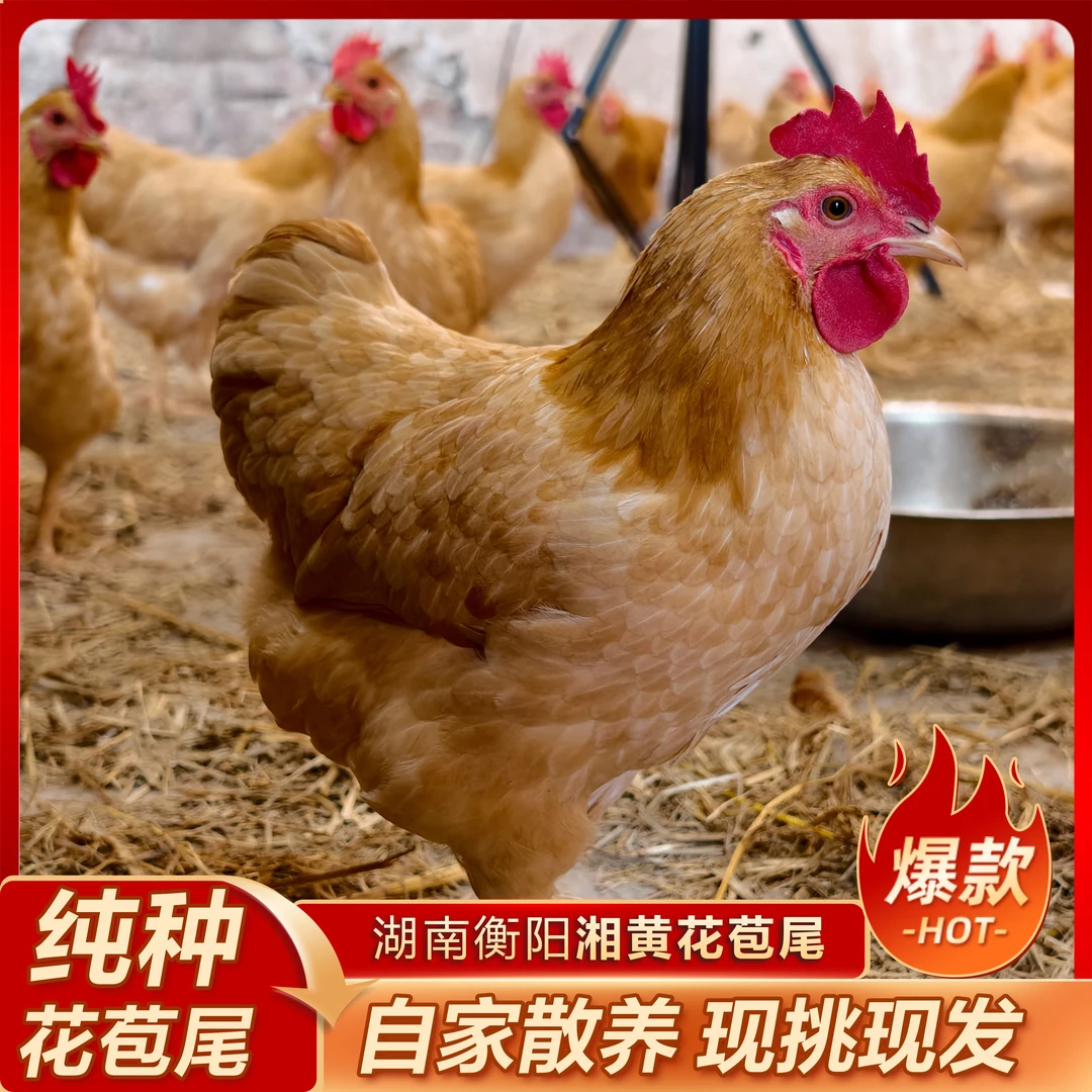 【胡哥家】衡阳正宗花苞尾农村散养走地鸡生态土鸡土鸡母鸡生鲜现杀