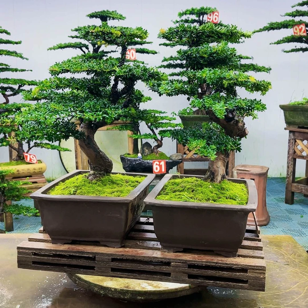 【闪购商品】无花朵