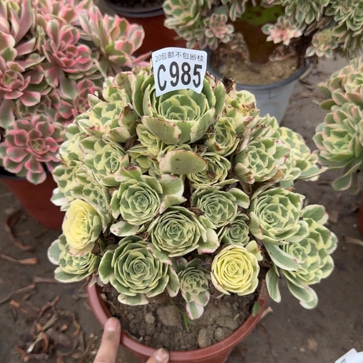迈巴赫……多肉植物……