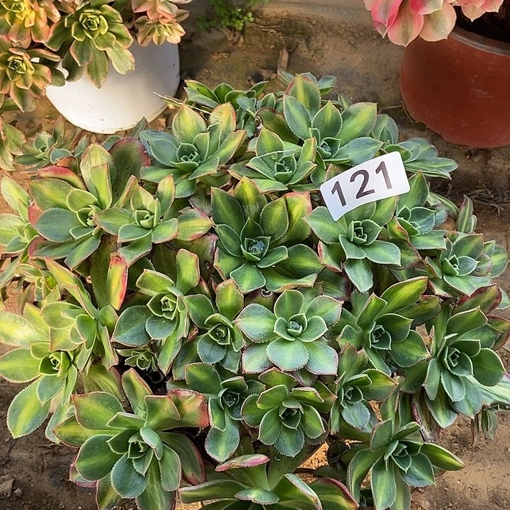 星辰121多肉不包断