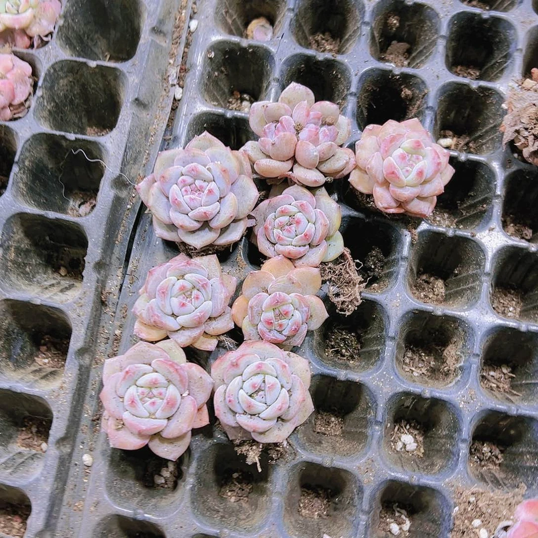 石榴子苗5个19包邮