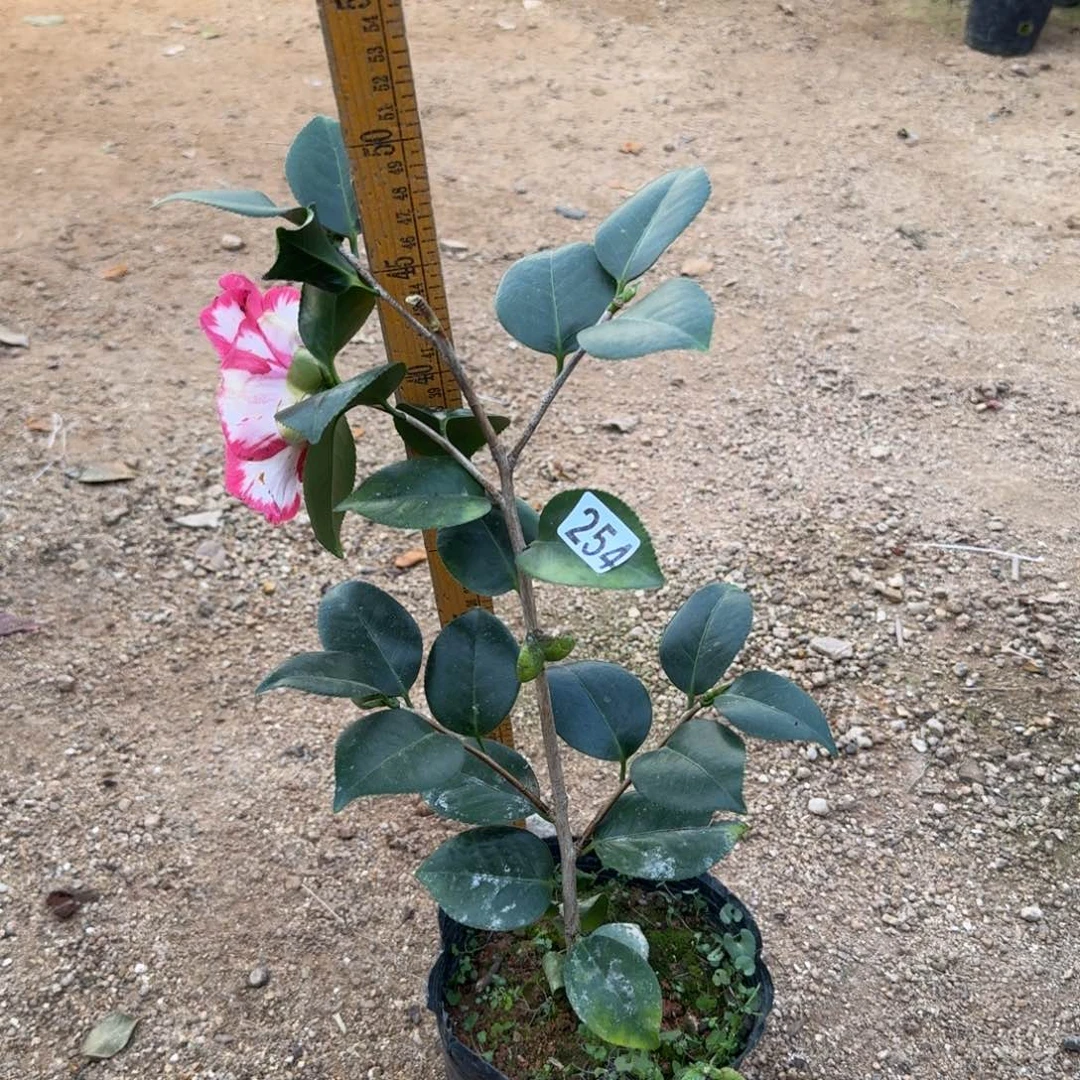 少量花朵（建议范围：2朵-5朵 或40%以下）254王冠