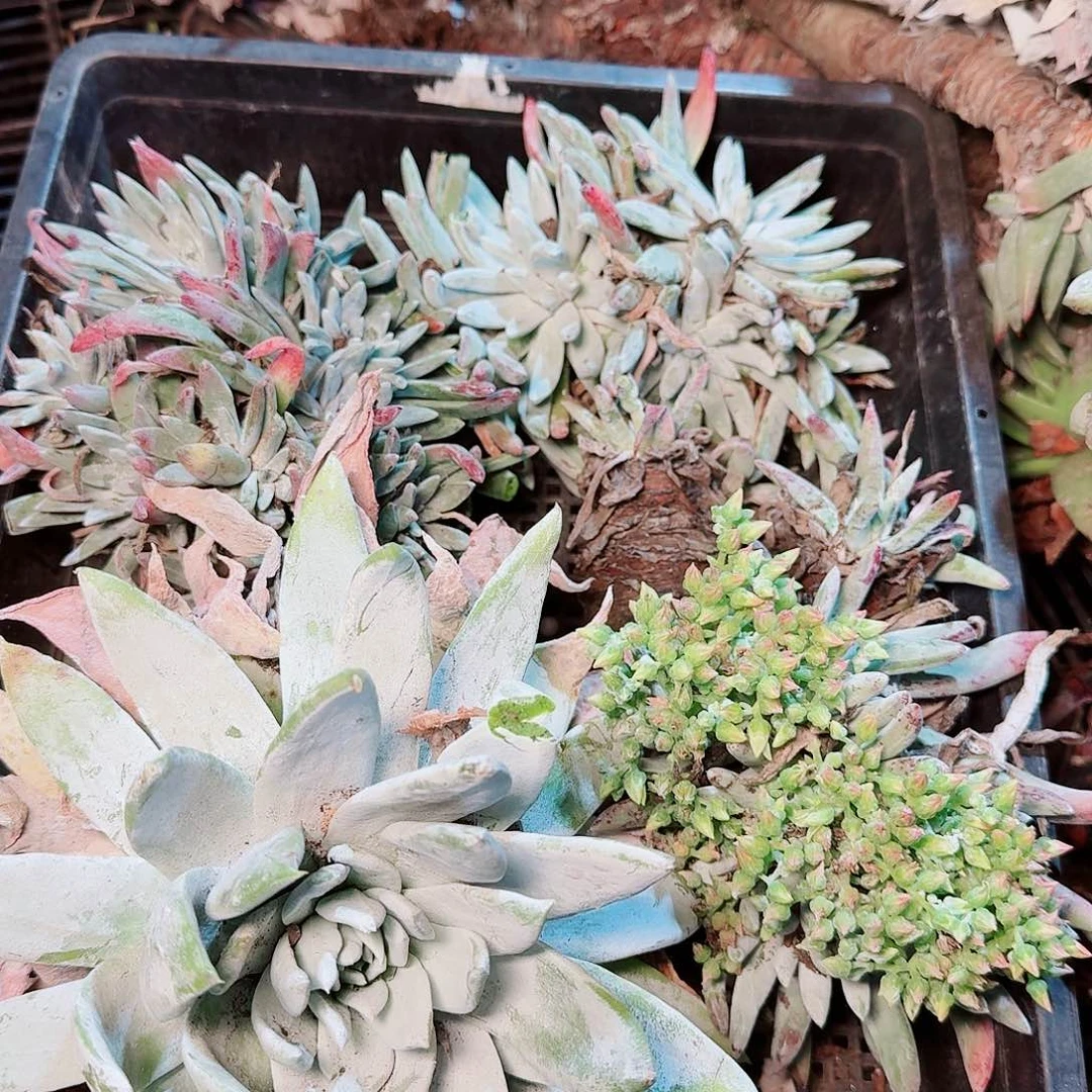9409瑕疵框拍不售后