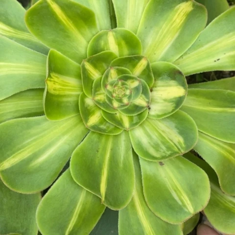 ?****?988暴君满25包邮多肉