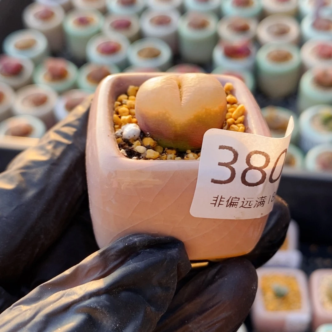 3800--一物一拍 带盆