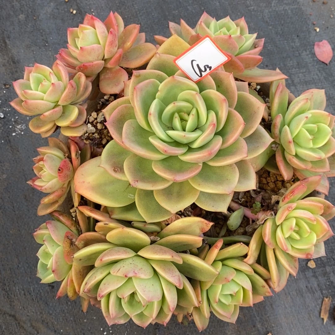 福利大漏凤体狮子a13