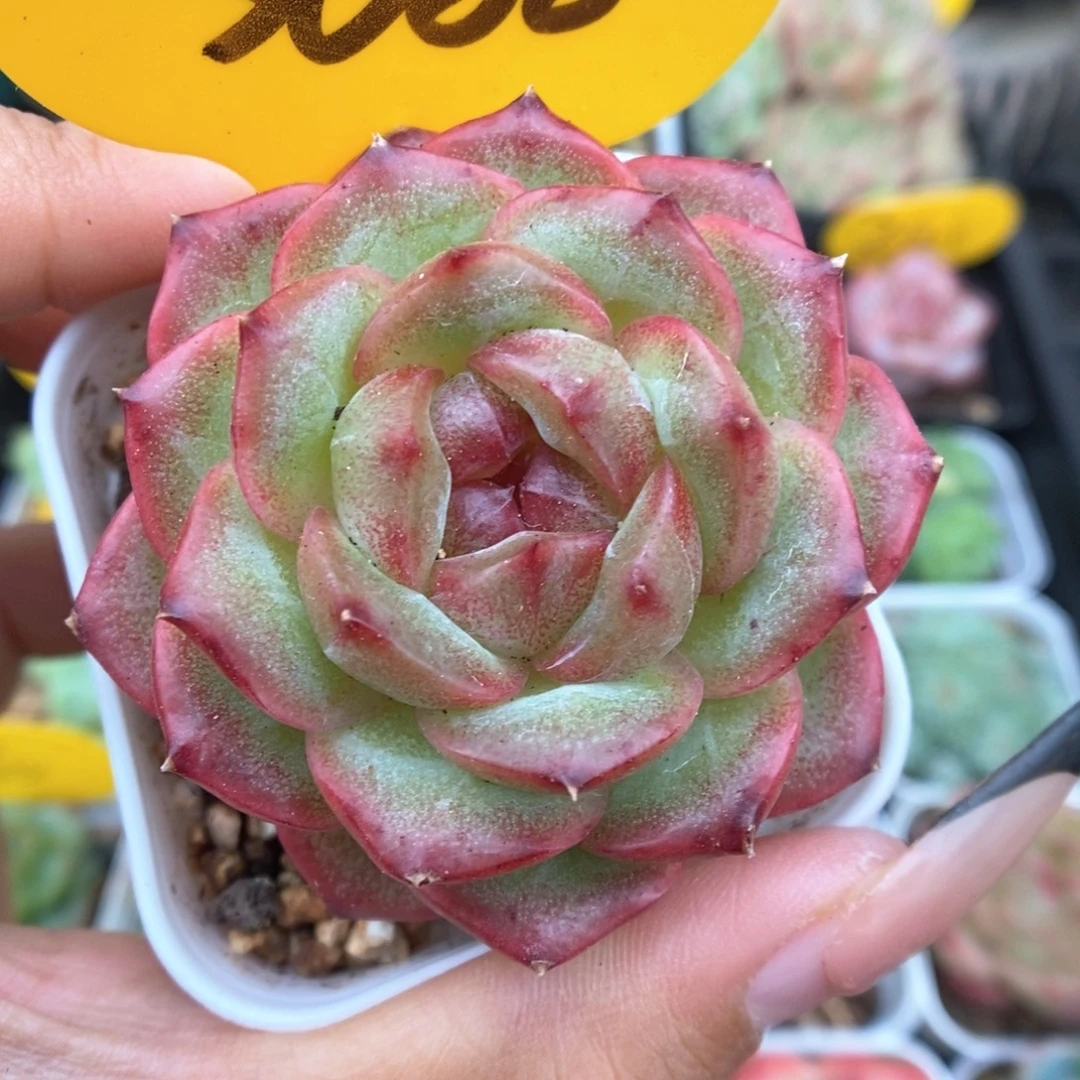 油透珍妮可拍3688号