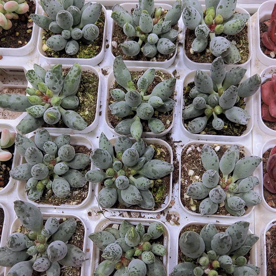 大海豹19包邮多肉植物