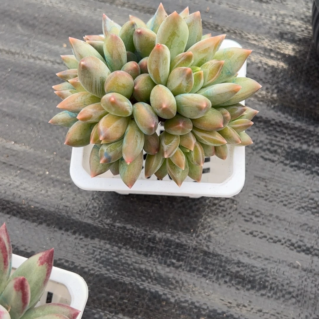 陈***姐重楼多肉一物一拍多肉