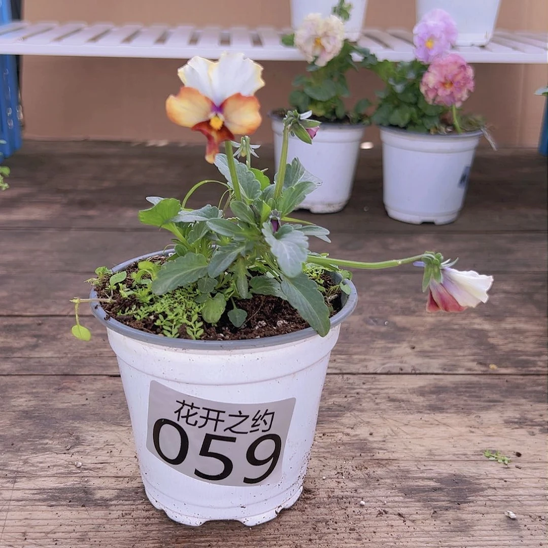 【闪购商品】完全开放059号