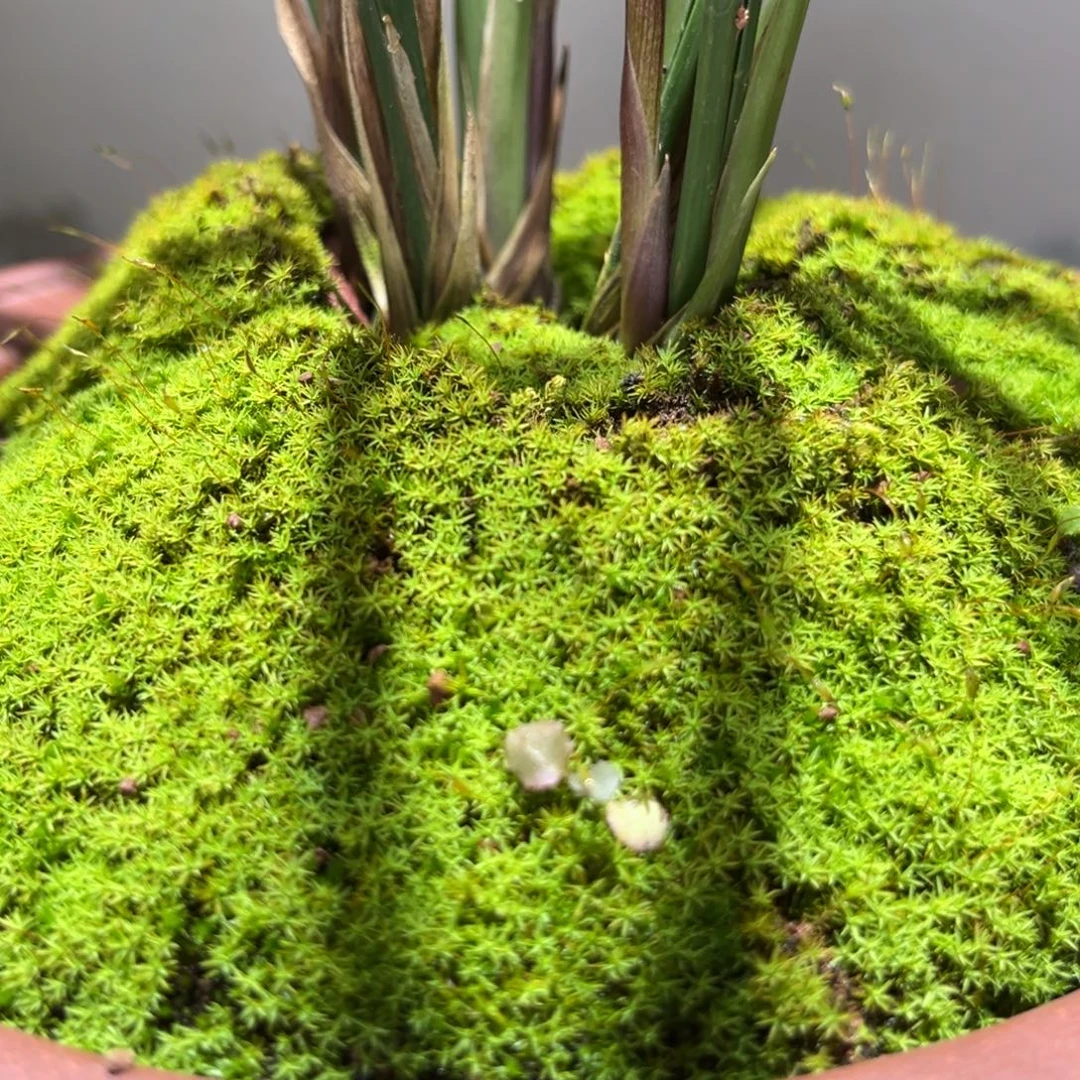 校***哥双十二正宗手工花盆