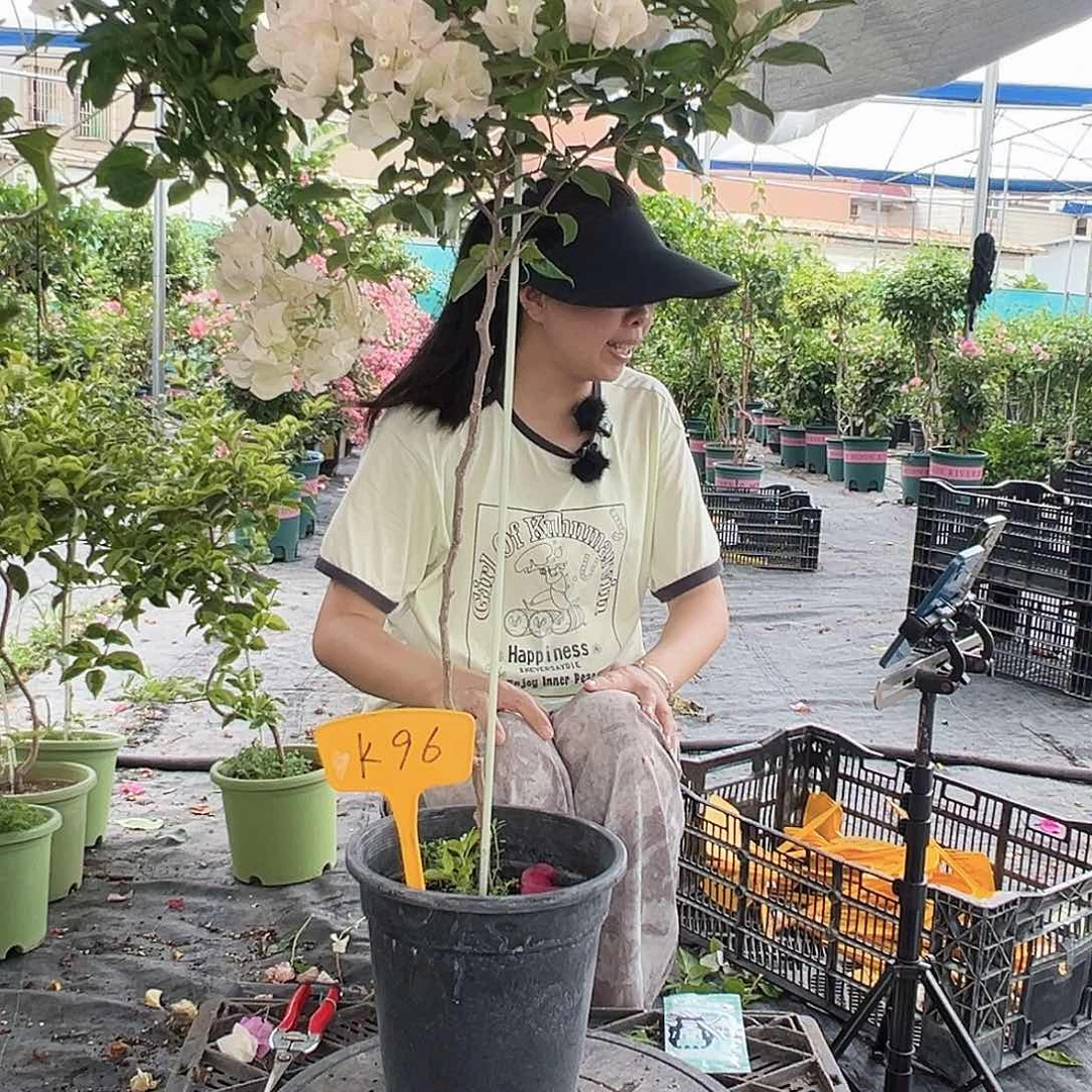 z***m大部分开放少量花苞K96暗斑丽人