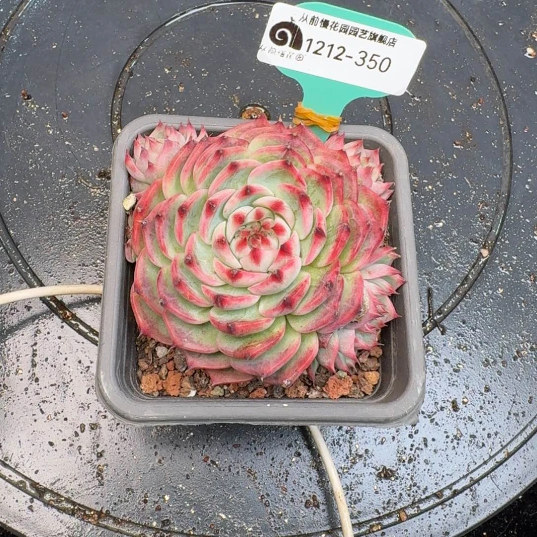 从前慢多肉精选编号1212.350