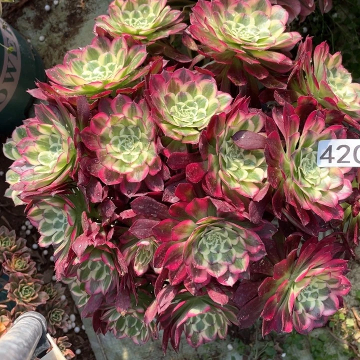 鼠*?420多肉植物天和