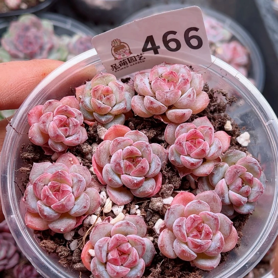 多肉植物多肉植物