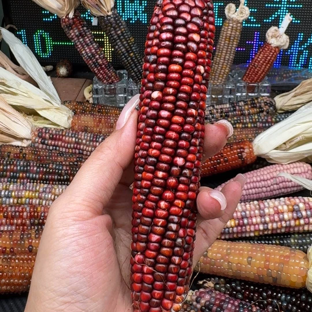 柏香籽/百香籽吊坠小**?