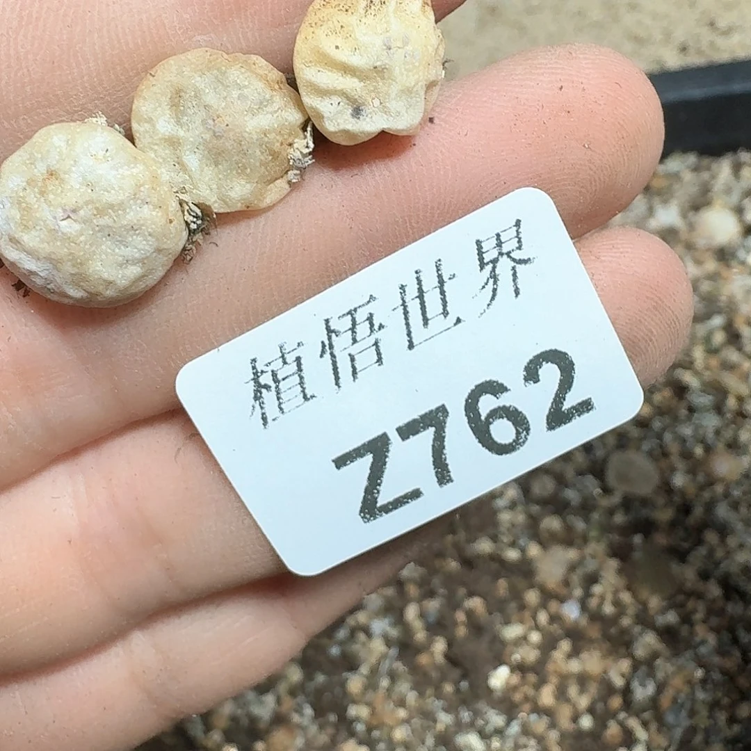 哇*762号多肉植物哇c f