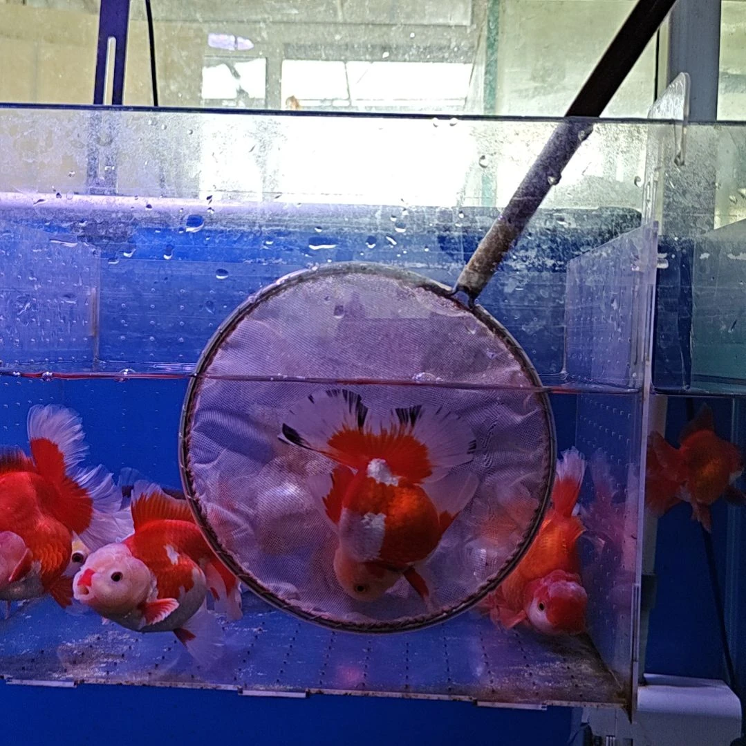 海水鱼82直播间看好下单不退不换到货录完整开箱视频有售后