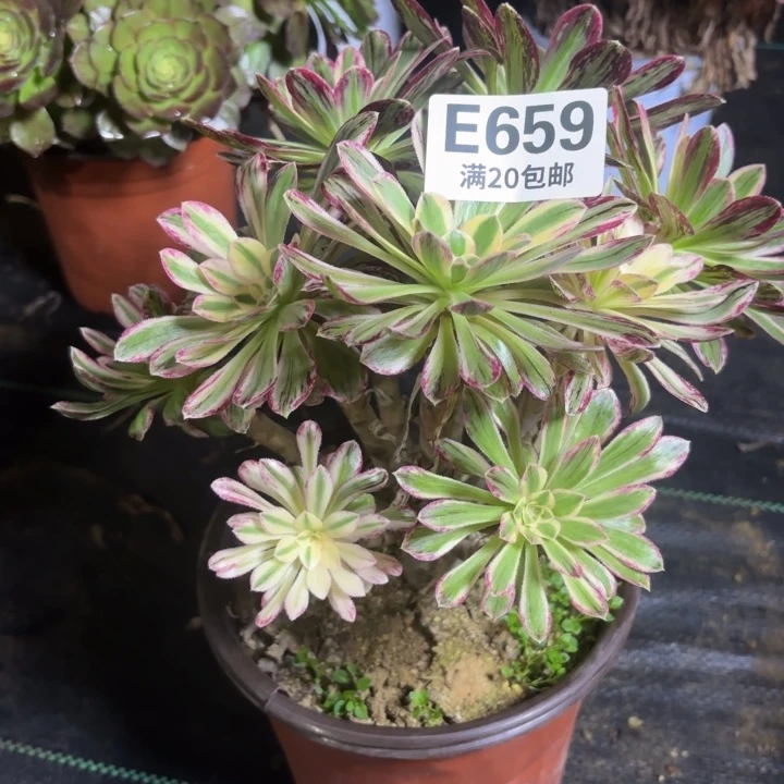 瑞妈一物一拍 659