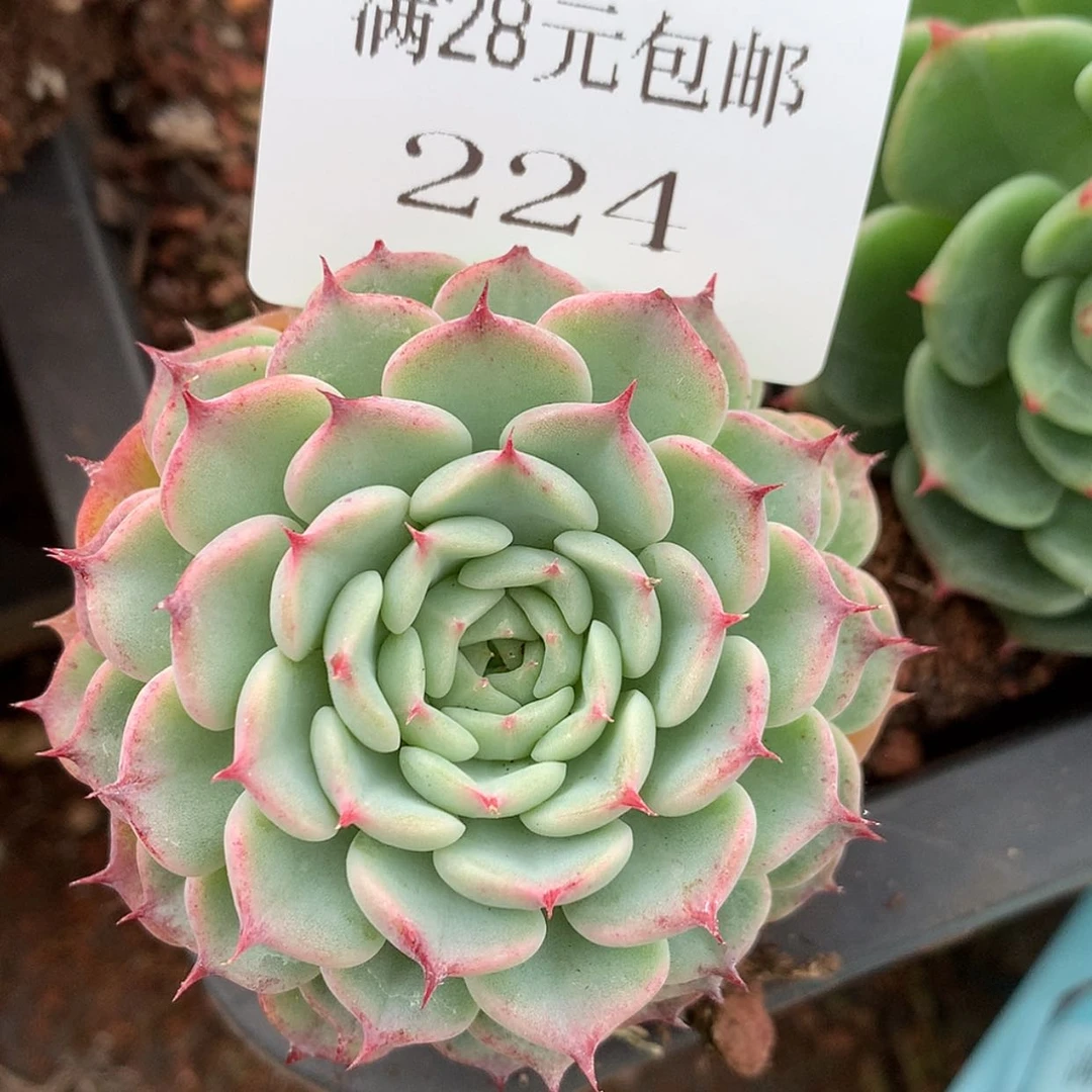 【闪购商品】云224号