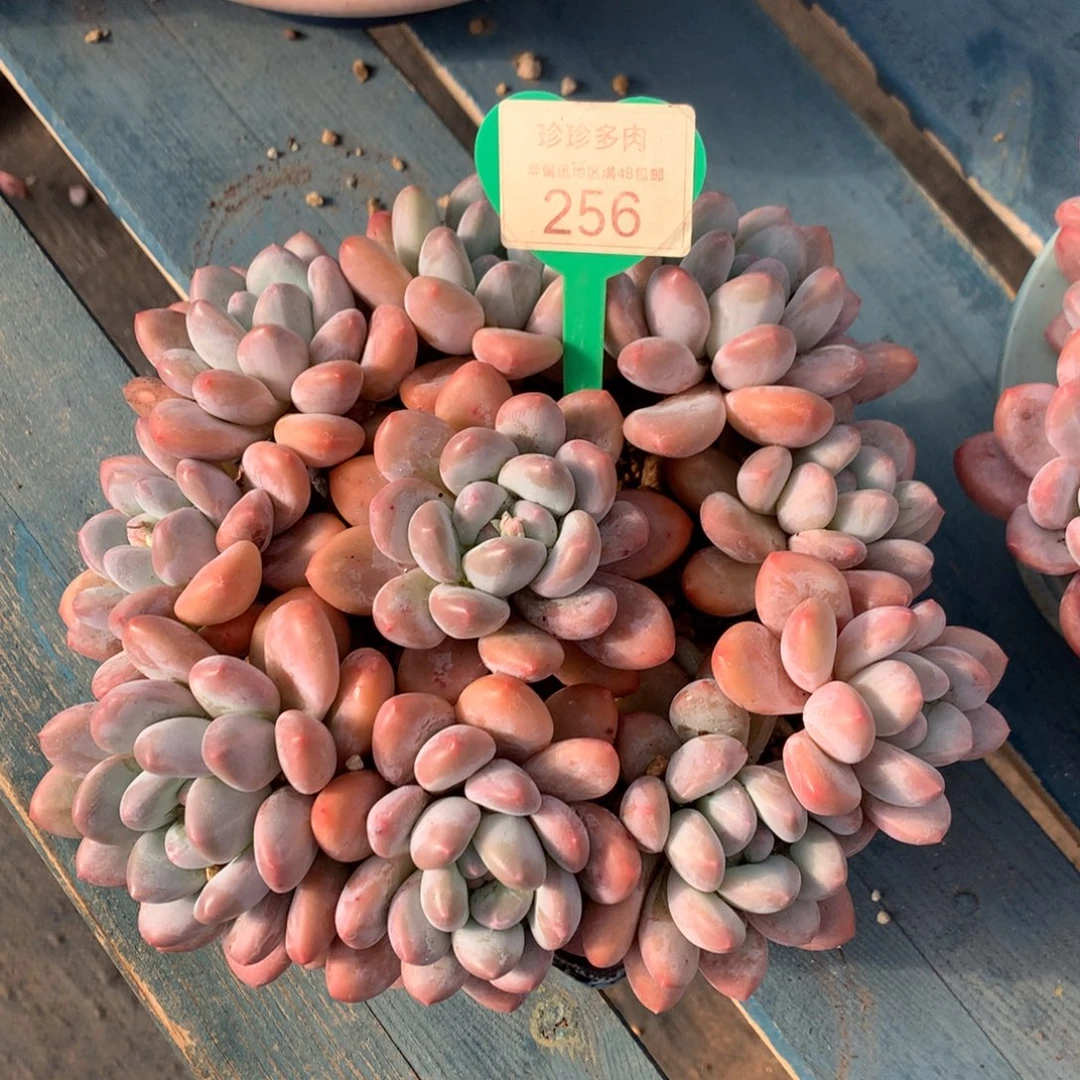 韩版香水捧花一物一拍