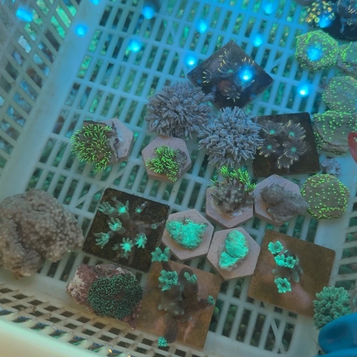 *****奶嘴海葵金边11111