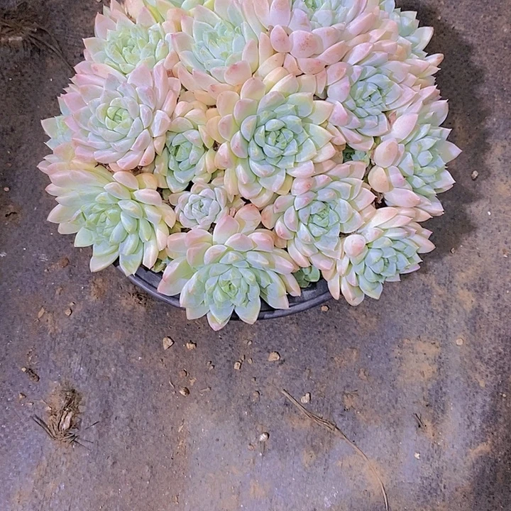 无***刚奶油美人多肉植物老桩