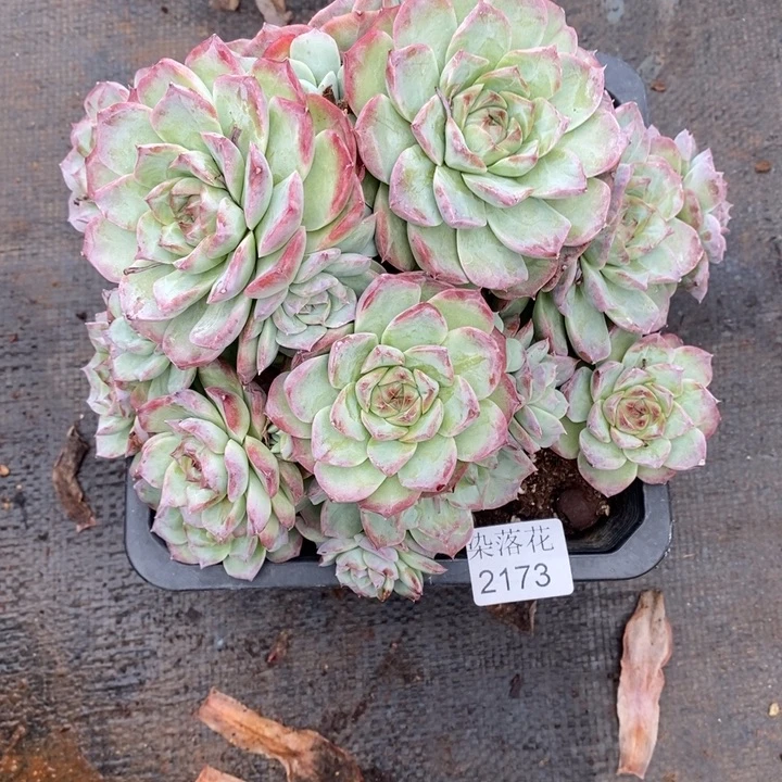 用***3精品多肉植物2173