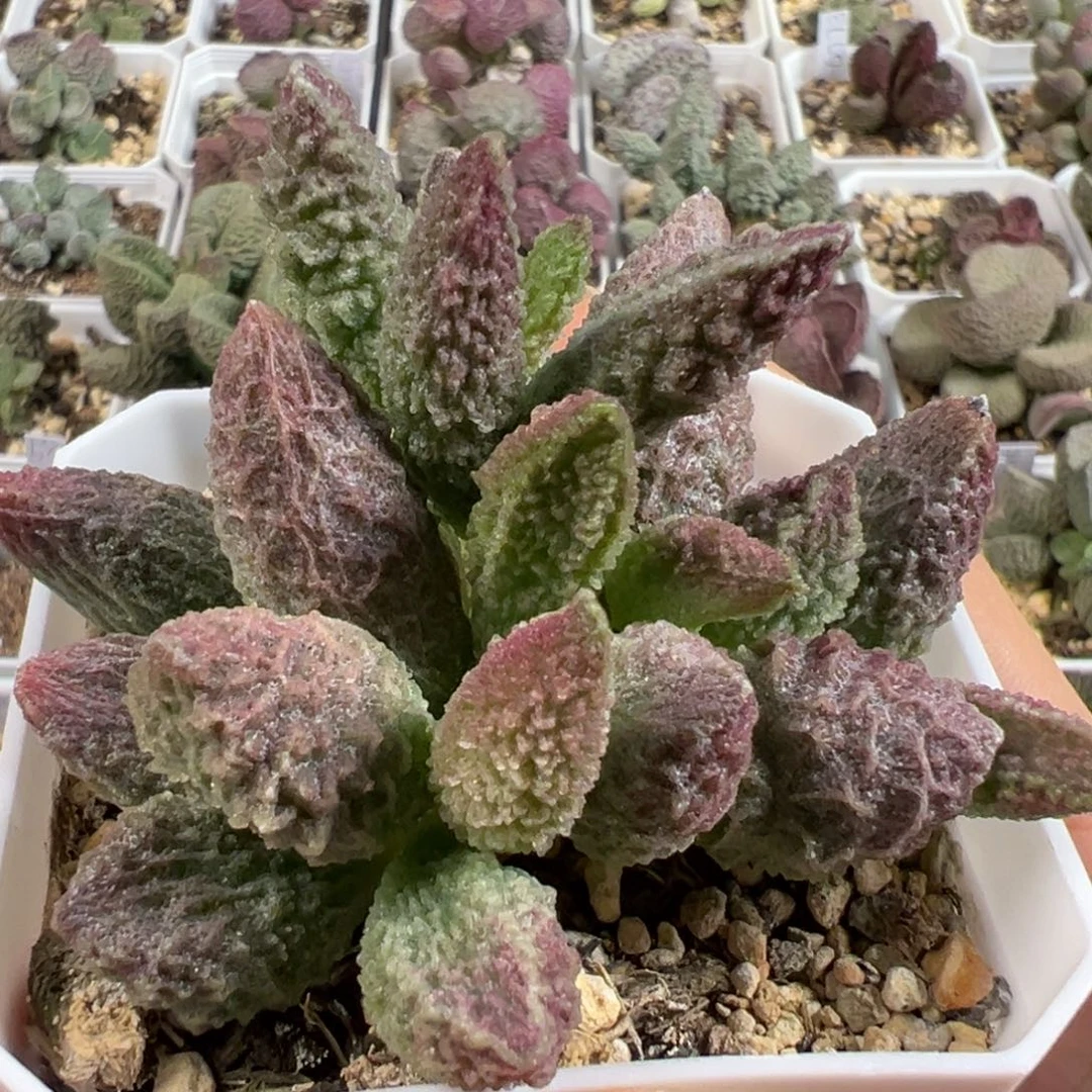 苍龙多肉植物水泡