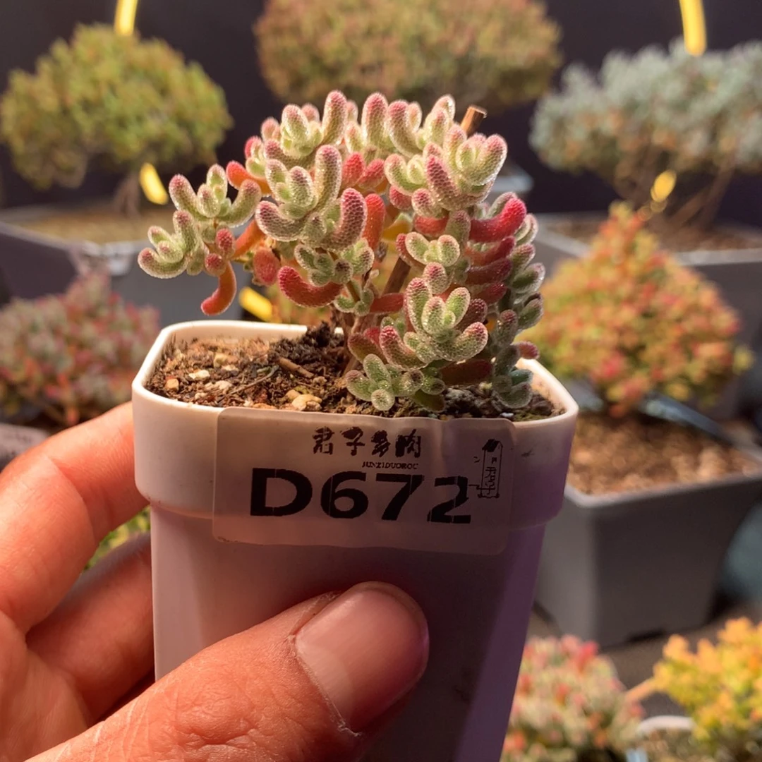 冰晶枝干番杏672