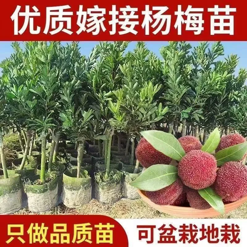 嫁接东魁杨梅树苗南方北方种植果树苗特大黑炭杨梅树苗水晶杨梅苗