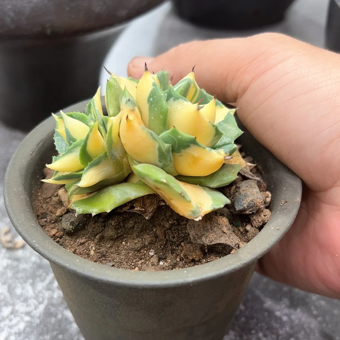 我**满双头王妃雷神6668888888