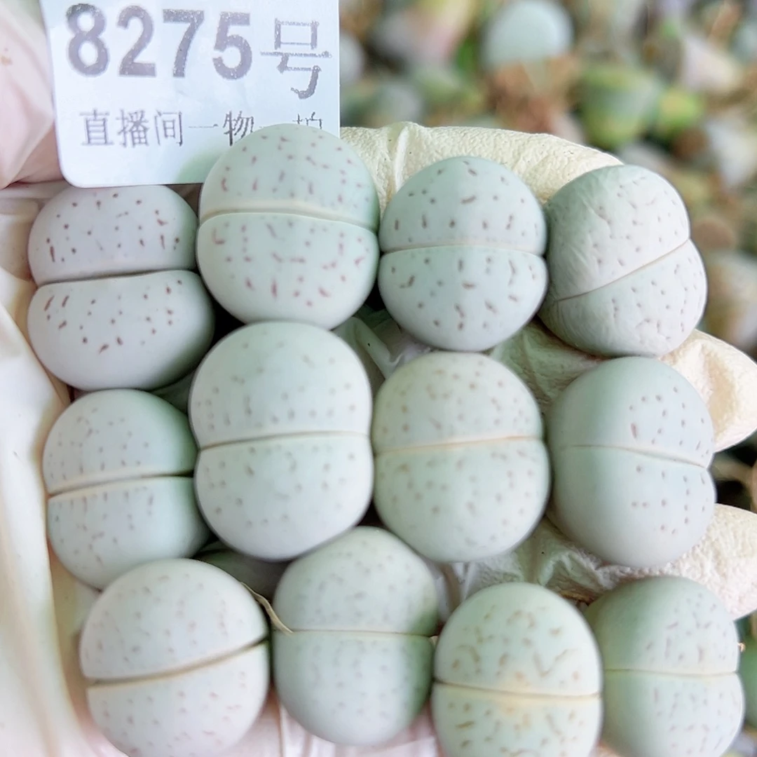 8275 好养易活生石花大母本12个