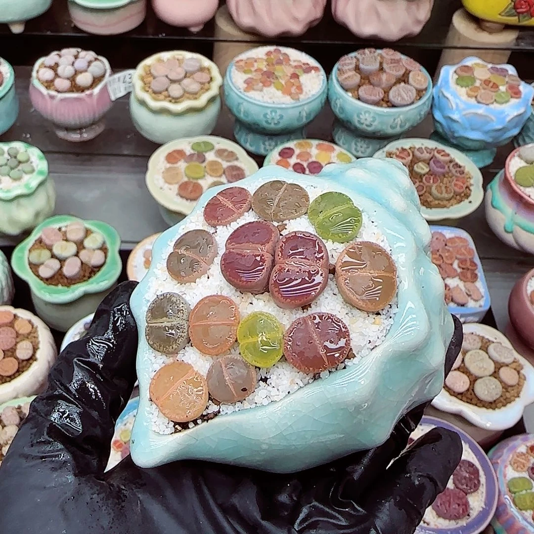 生石花满18包邮1211-68