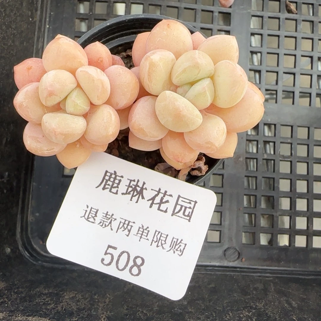 闪购精品多肉508号