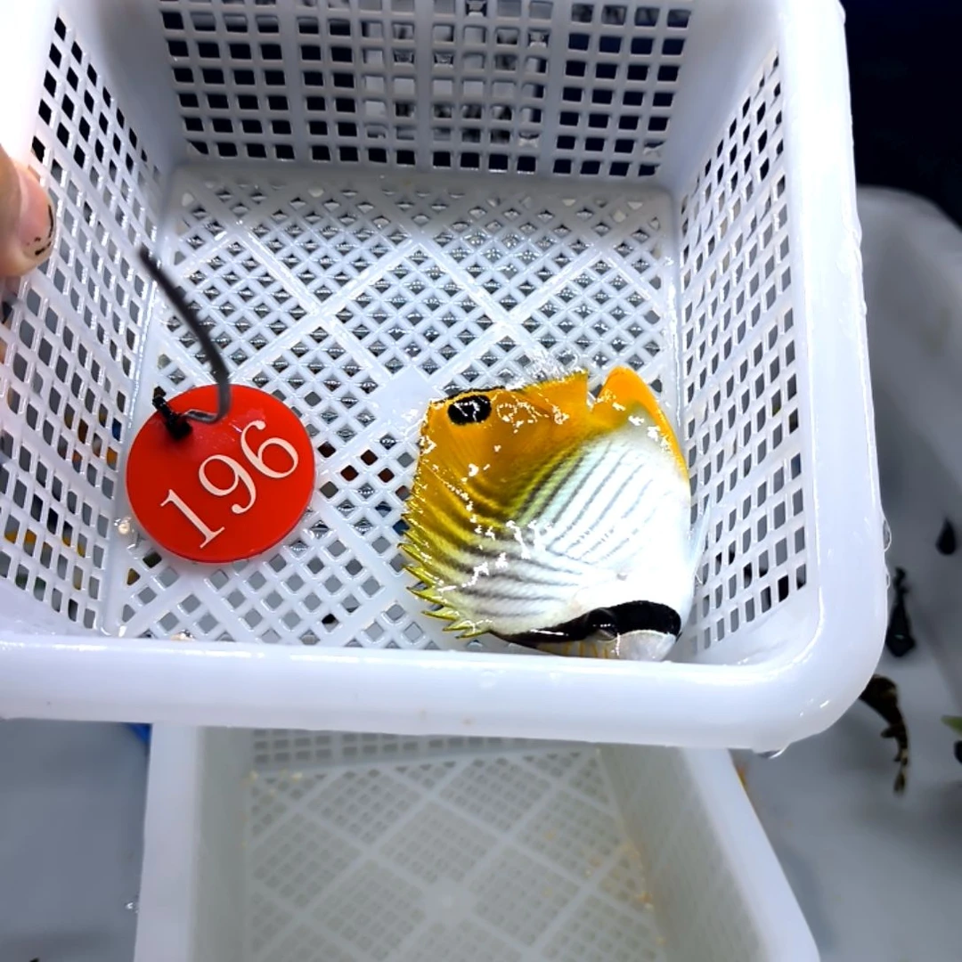 人字蝶6-7/5-46-169