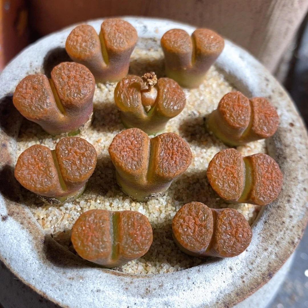 一颗超级蛋糕风铃。