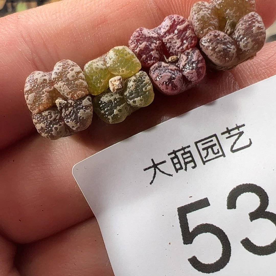 000053 一物一拍……