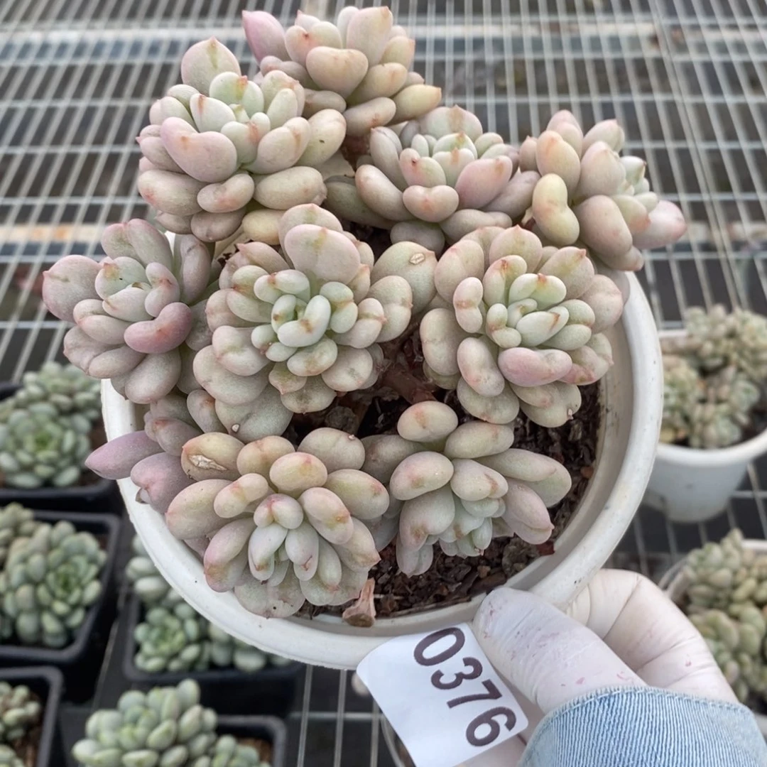 0376比尔盖茨一物一拍