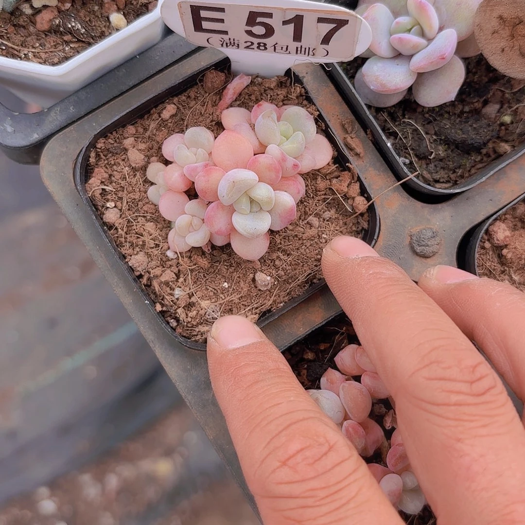 E517花瓣路一物一拍