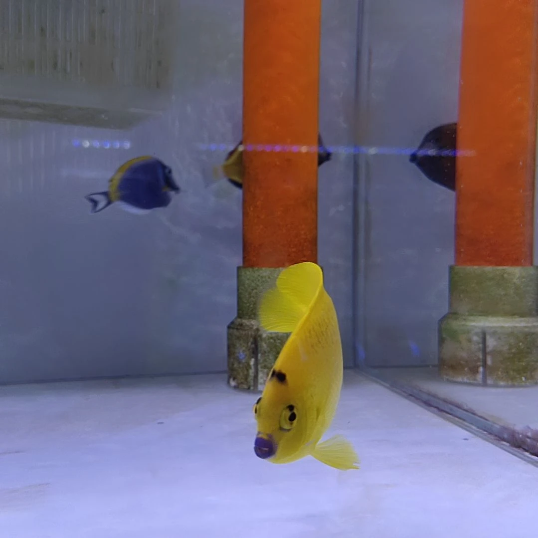 海水鱼蓝嘴神仙检疫秒颗粒