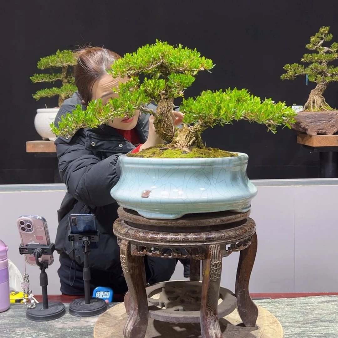 四季常青老桩黄杨盆景