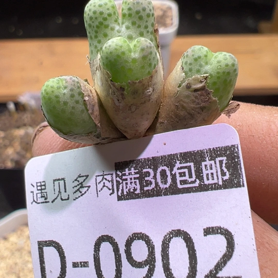 多肉植物111111111111