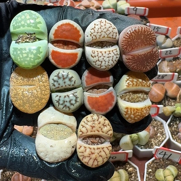 生石花233:：。  305