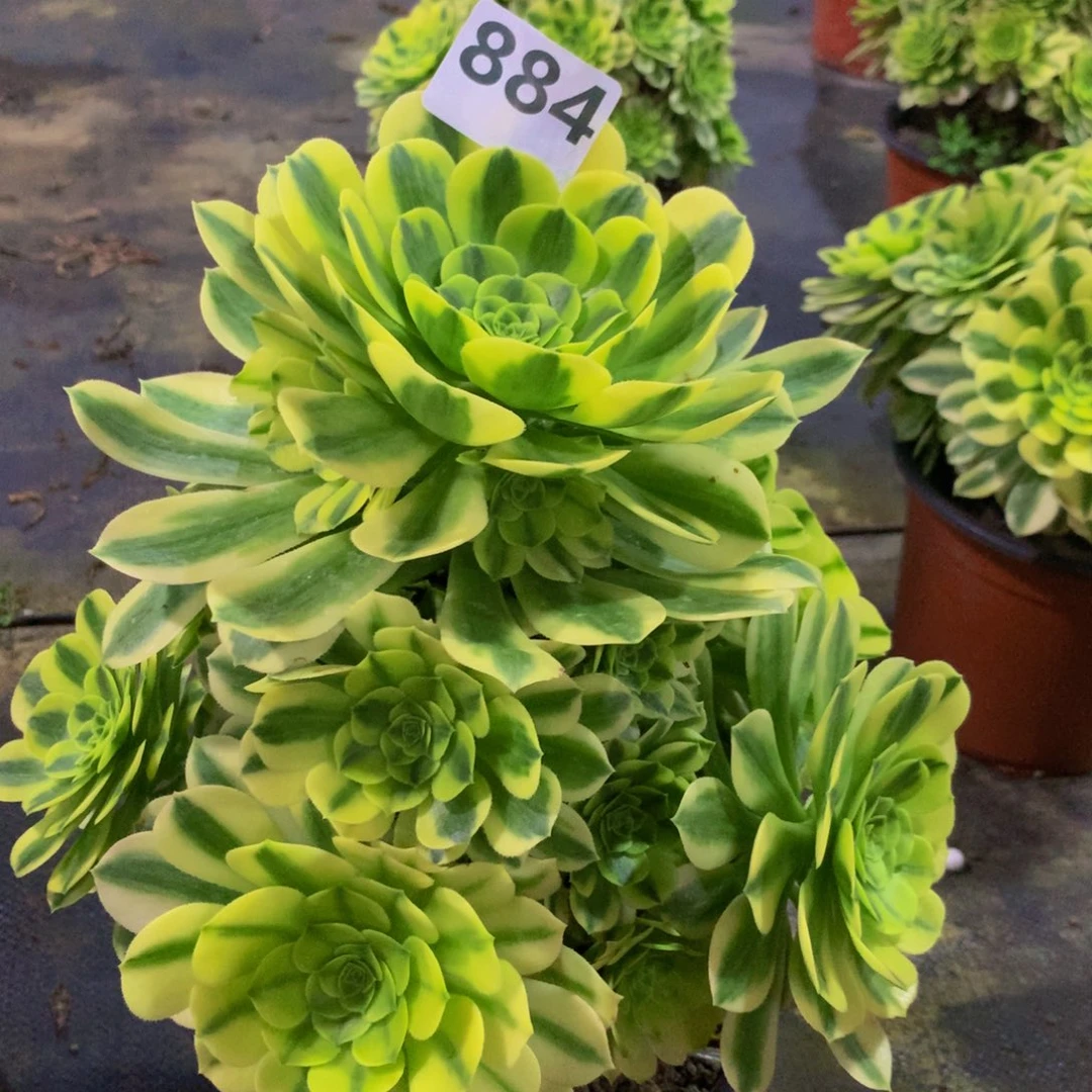 【闪购商品】y***阳884迈巴赫