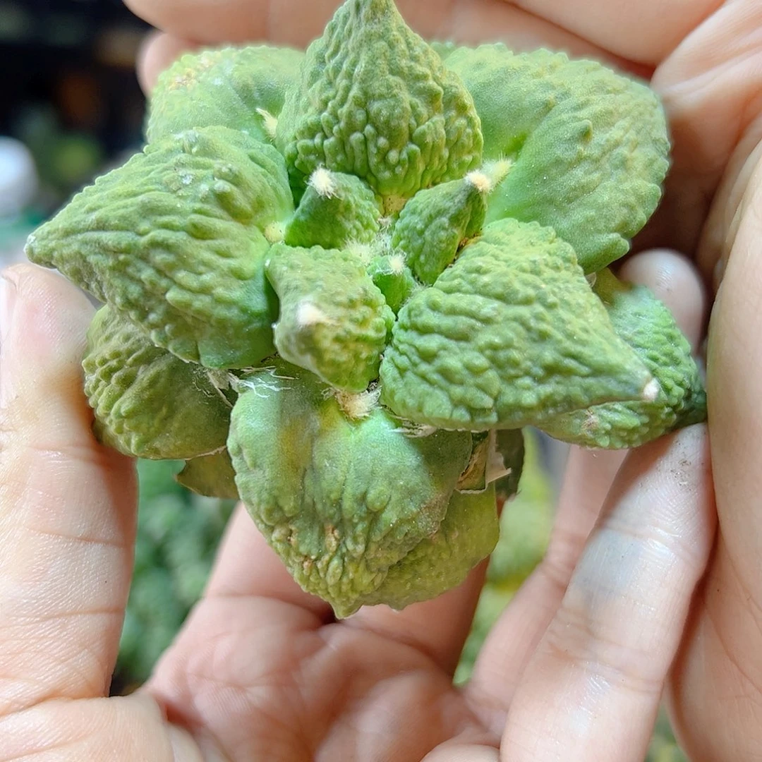 晚40号苗接黄体怒无根7.5公分